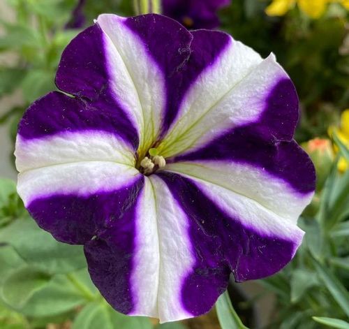 ペチュニアの花言葉 赤色は珍しい意味 品種の紹介や色別のご紹介 Greensnap グリーンスナップ ペチュニアの花言葉 赤色は珍しい意味 品種の紹介や色別のご紹介 Greensnap グリーンスナップ