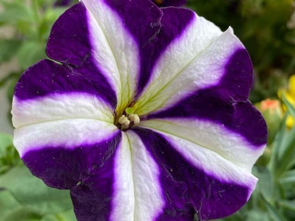 絞り咲きのペチュニア　紫色の花