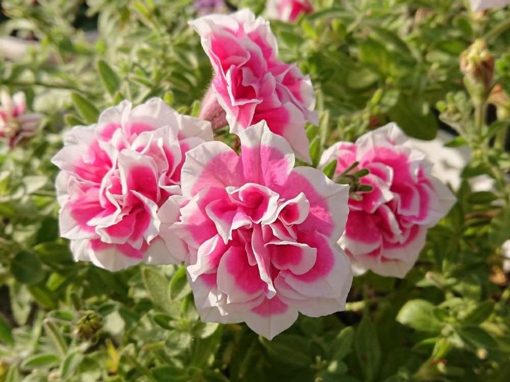 ペチュニア　紅色の花　八重咲き