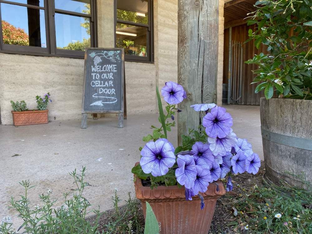 ペチュニア　紫色の花　鉢植え