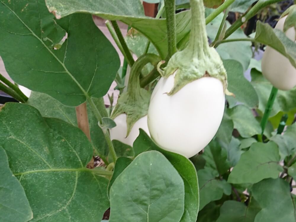 白ナス　野菜