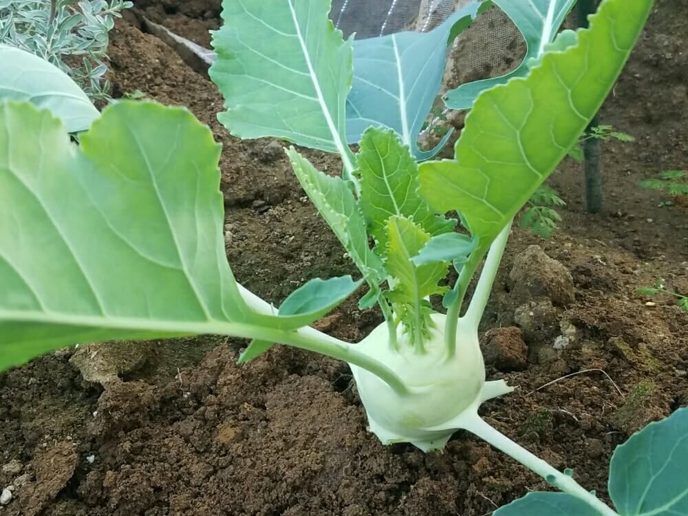 コールラビ　野菜