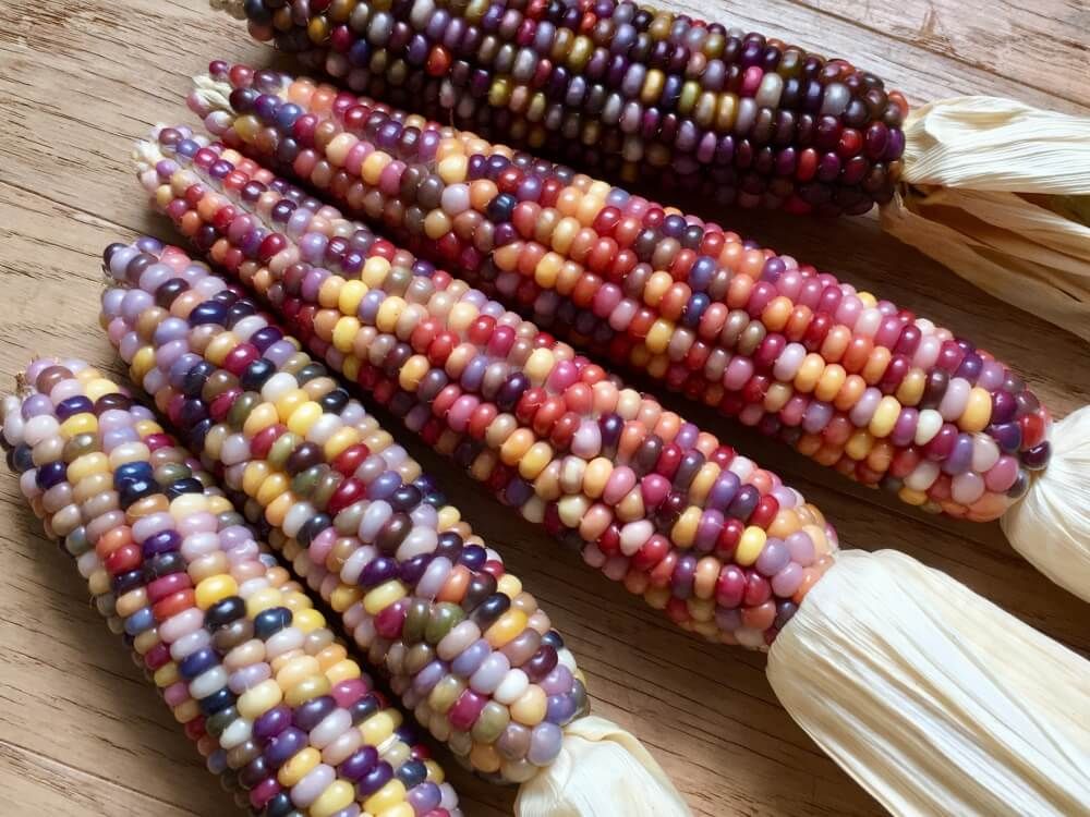 グラスジェムコーン　野菜