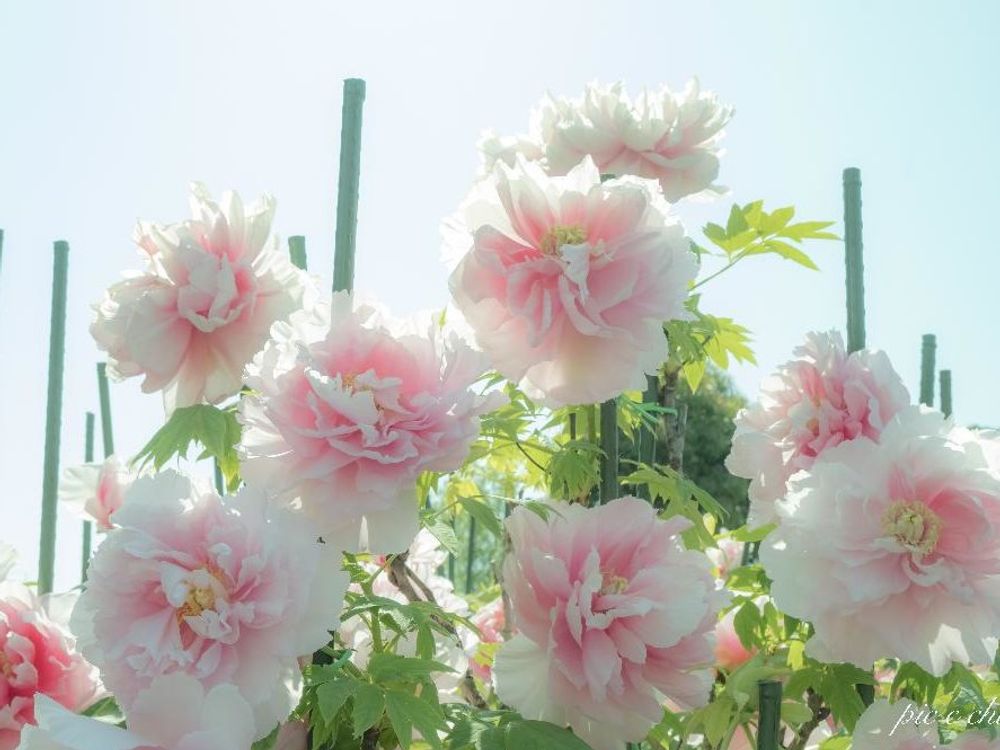 松村桜　白い花　青空