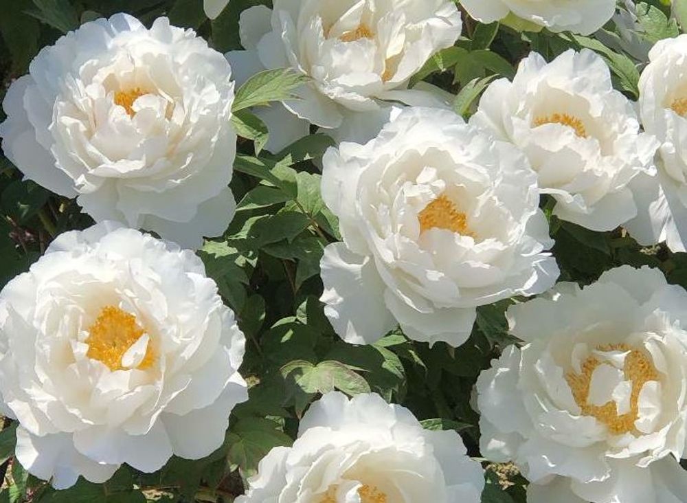 白王獅子　白い花