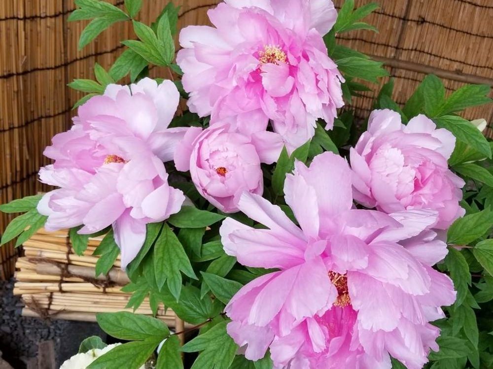 牡丹(ボタン)　ピンク色の花