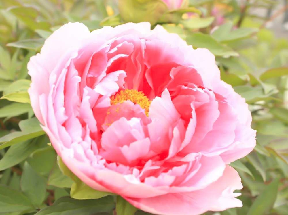 牡丹(ボタン)　ピンク色の花