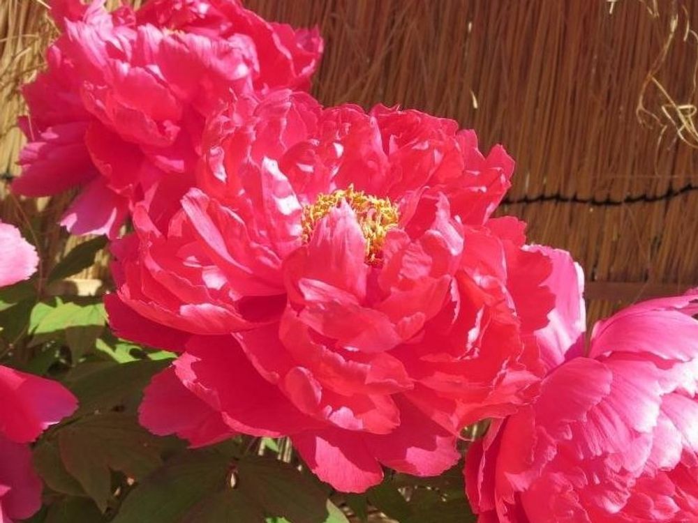 牡丹(ボタン)　赤い花