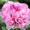 芍薬と牡丹の違い｜開花時期や花の落ち方などの見分け方は？の画像