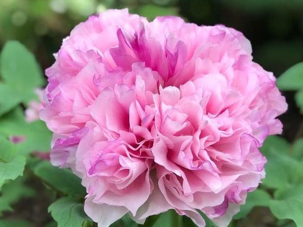 牡丹(ボタン)　ピンク色の花