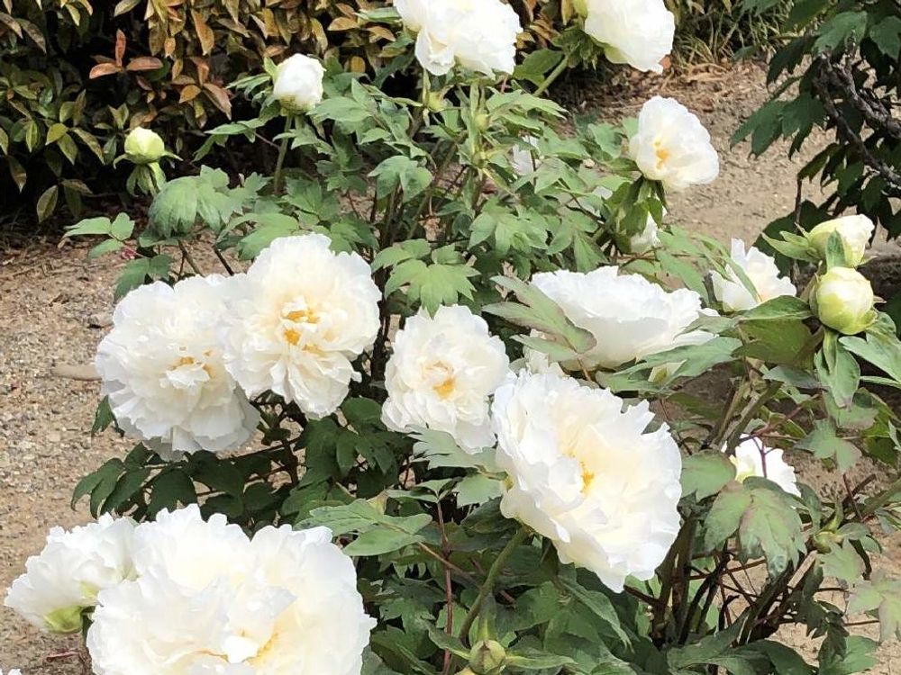 牡丹(ボタン)　白い花　地植え