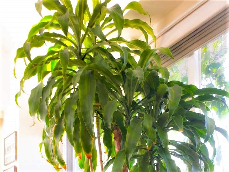 人気のおしゃれ観葉植物20選 室内でも育てやすい種類は Greensnap グリーンスナップ