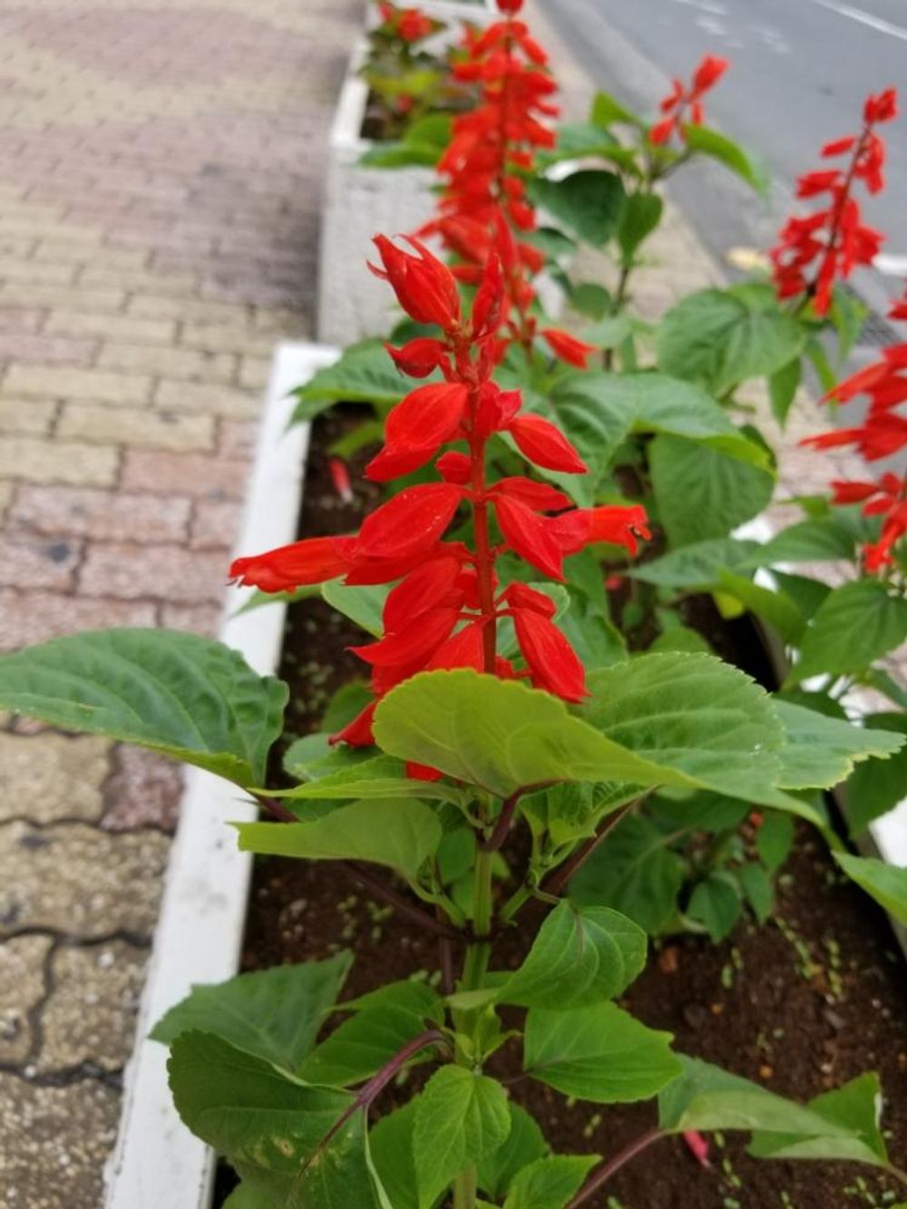 サルビア・スプレンデンス