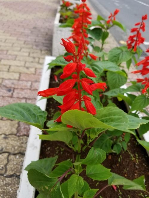 サルビアの花言葉 情熱的な意味がある 品種や種類も合わせてご紹介 Greensnap グリーンスナップ