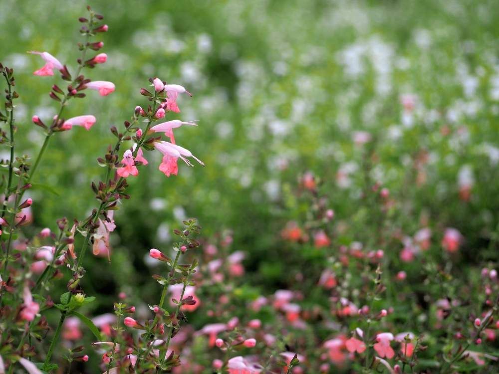 ベニバナサルビア