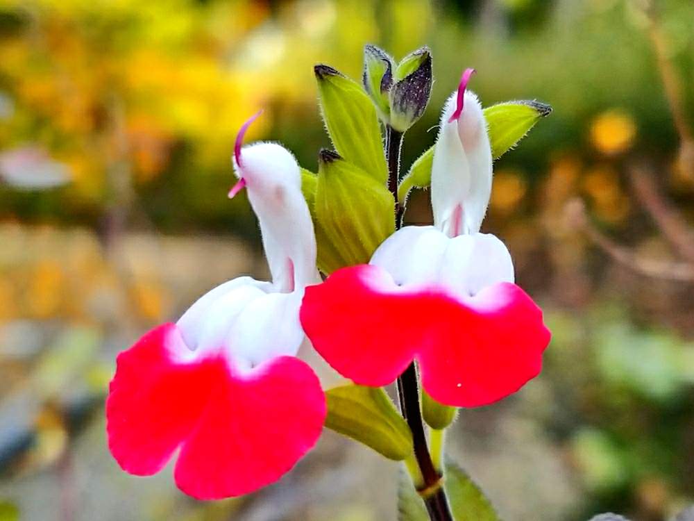 サルビアの花言葉 情熱的な意味がある 品種や種類も合わせてご紹介 Greensnap グリーンスナップ