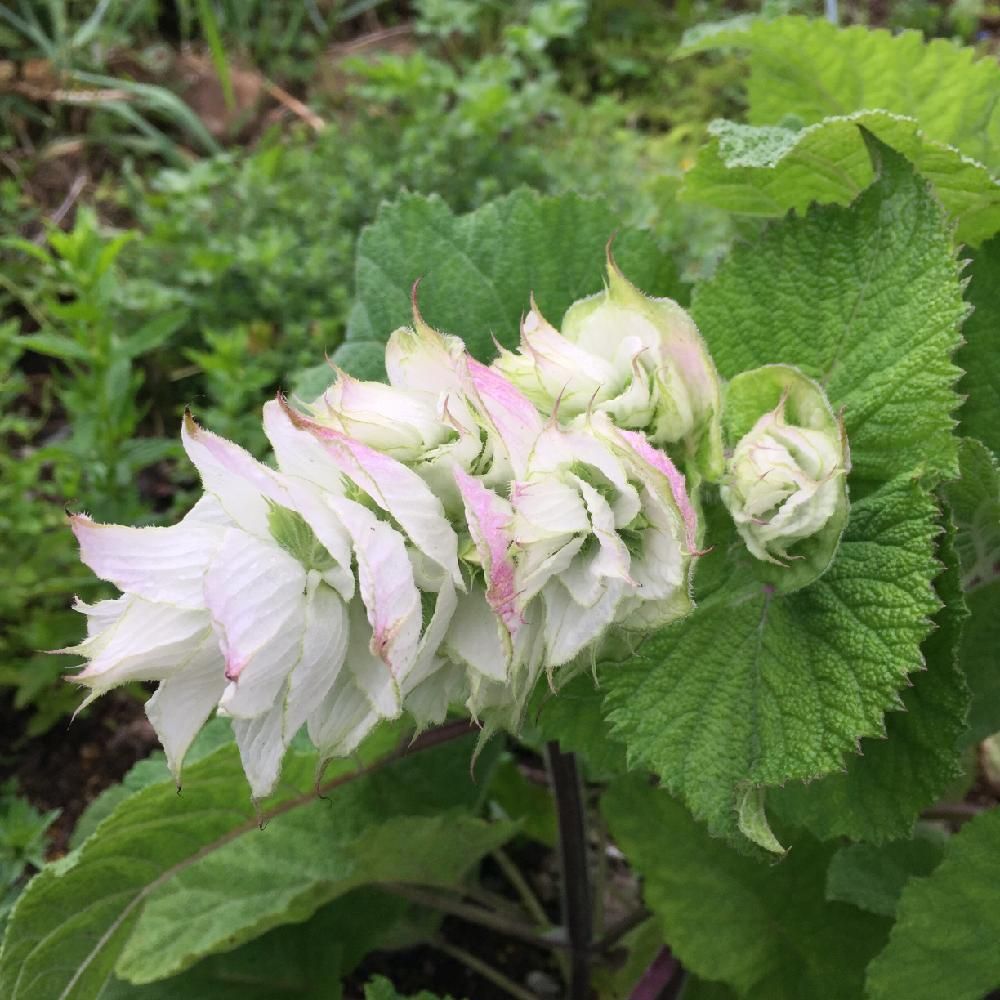 サルビア・スクラレア