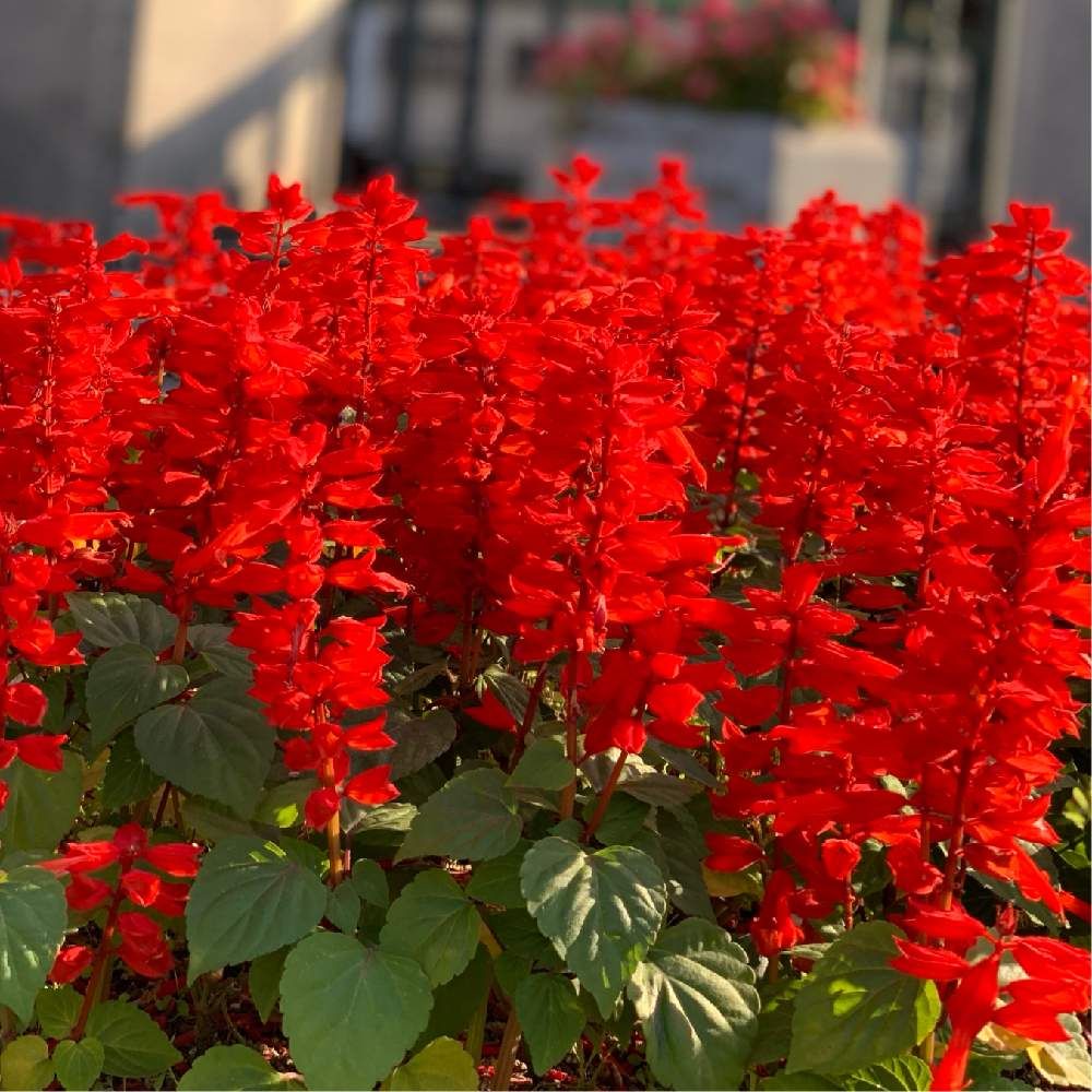 赤色のサルビア