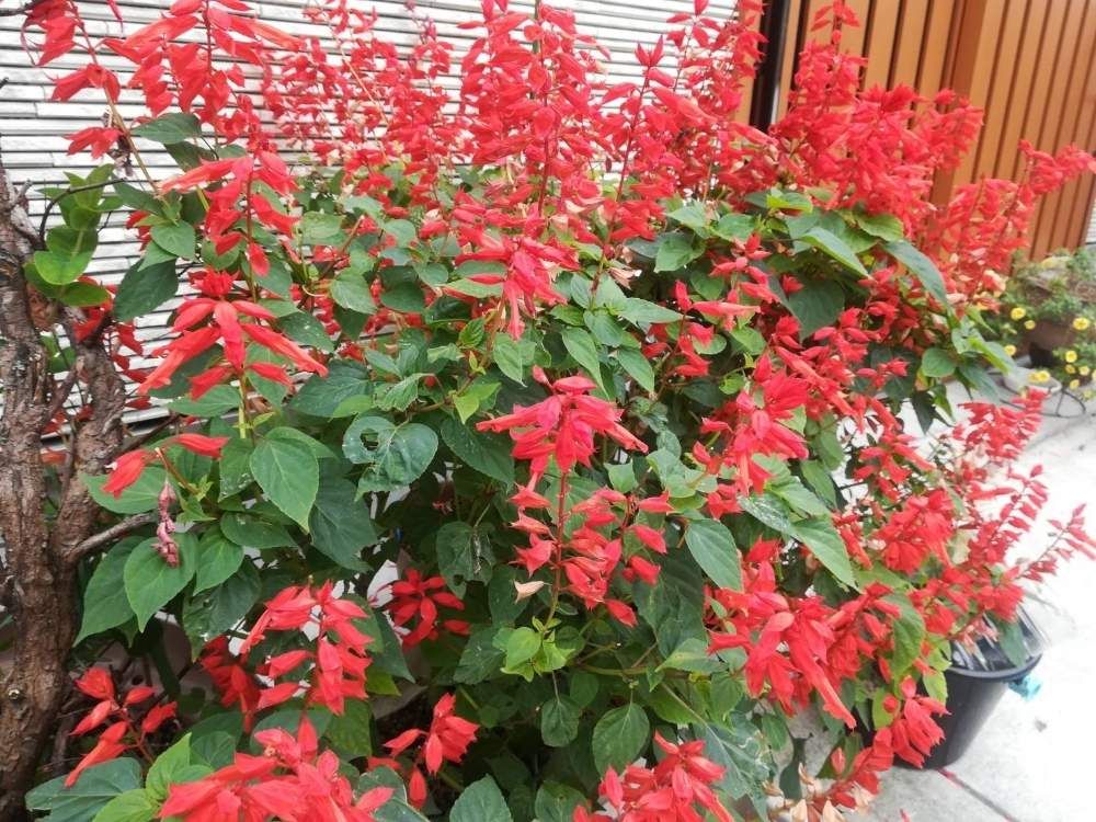 赤色のサルビア