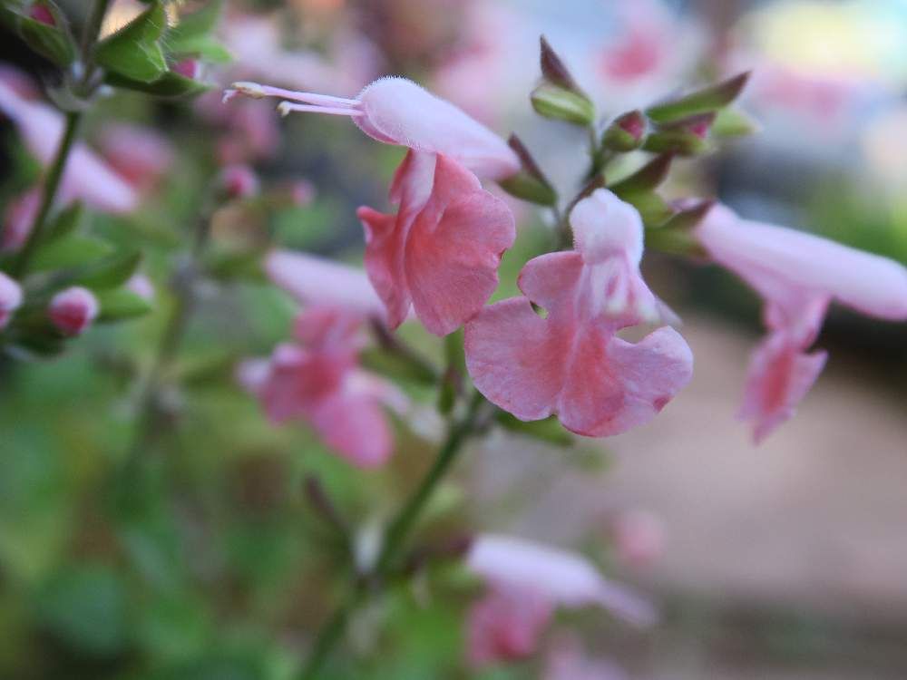 ピンク色のサルビア