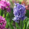 ヒヤシンスの花言葉｜赤や青など色別の意味はある？品種や種類、花の特徴は？の画像