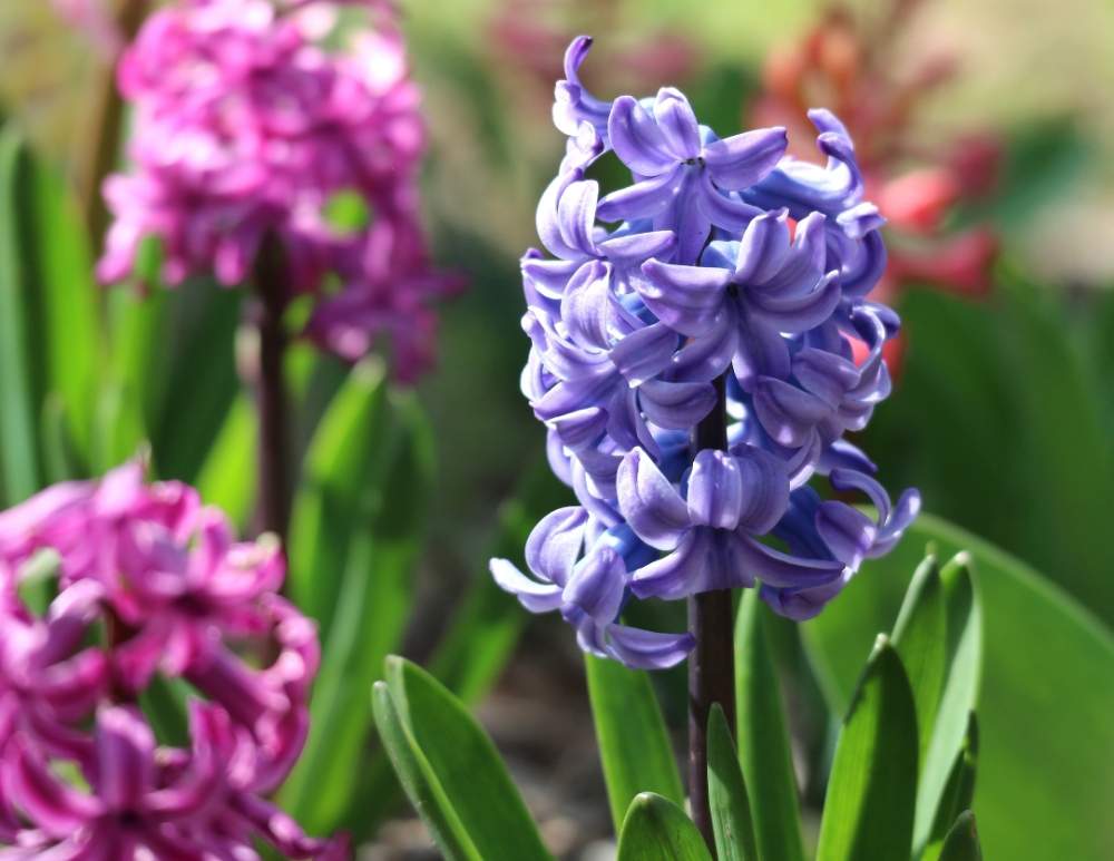 ヒヤシンスの花言葉 色別の意味はある 品種や種類 花の特徴は Greensnap グリーンスナップ