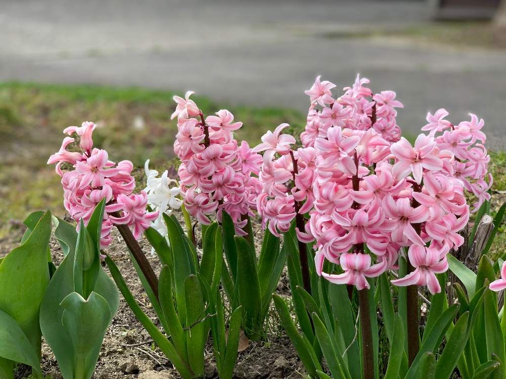 ピンク色のヒヤシンス