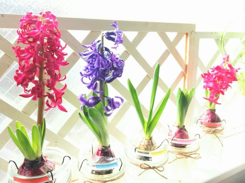 ヒヤシンス
