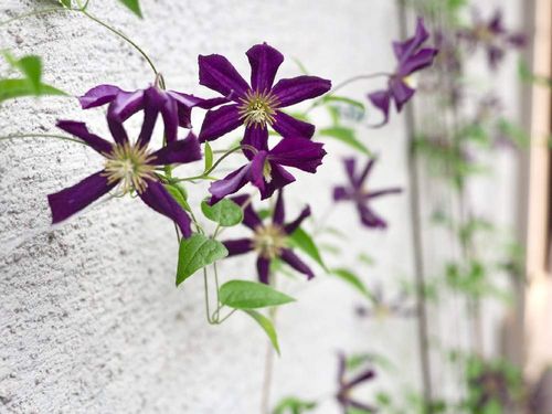 クレマチスの花言葉 代表的な意味や由来は 花の咲き方や色は Greensnap グリーンスナップ