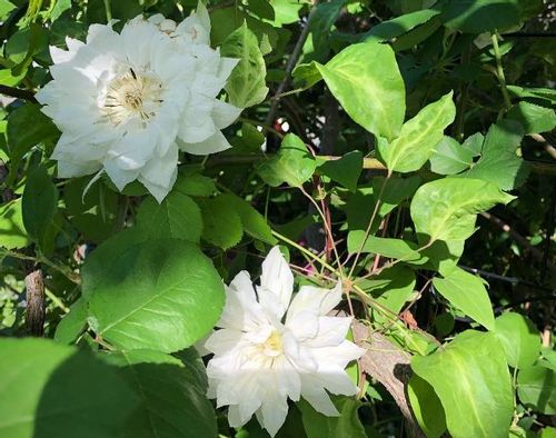 クレマチスの花言葉 代表的な意味や由来は 花の咲き方や色は Greensnap グリーンスナップ