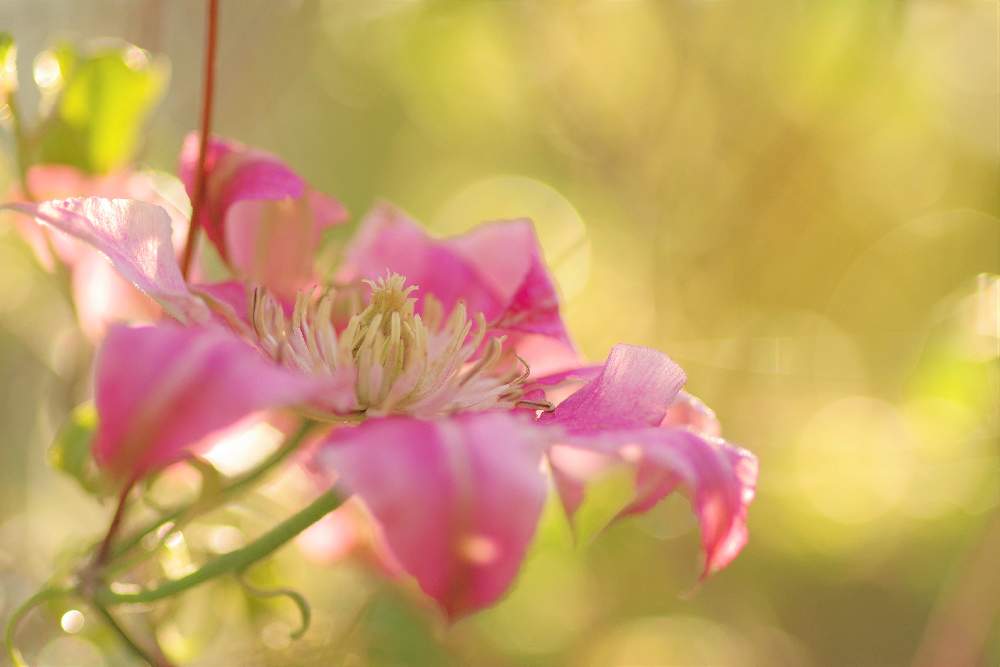 クレマチスの花言葉 代表的な意味や由来は 花の咲き方や色は Greensnap グリーンスナップ