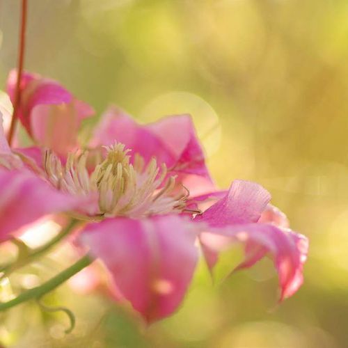 クレマチスの花言葉 代表的な意味や由来は 花の咲き方や色は Greensnap グリーンスナップ