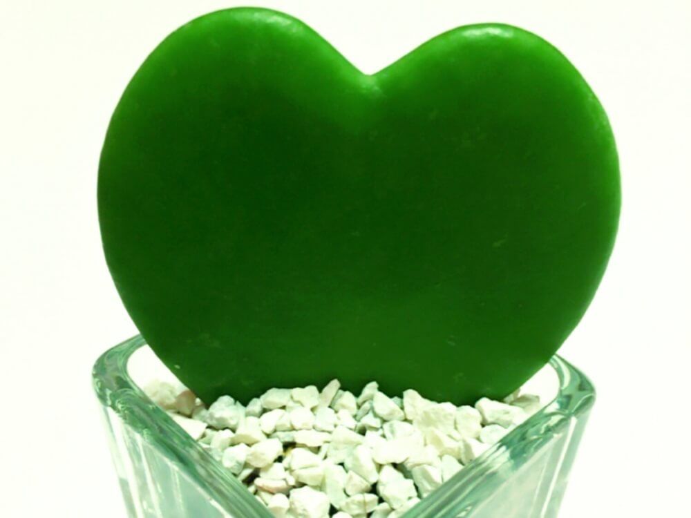 ラブハート　多肉植物　ハートの形