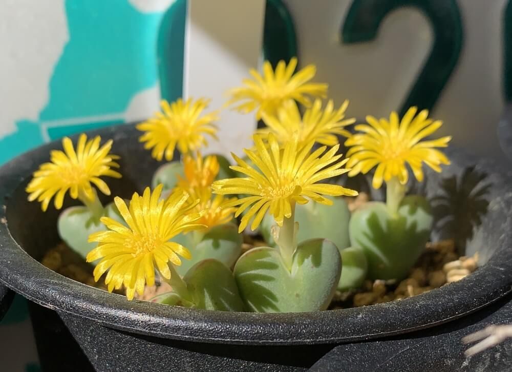 コノフィツム　レイポルディ　多肉植物　ハートの形