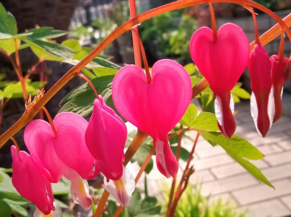 タイツリソウ　ハートの形