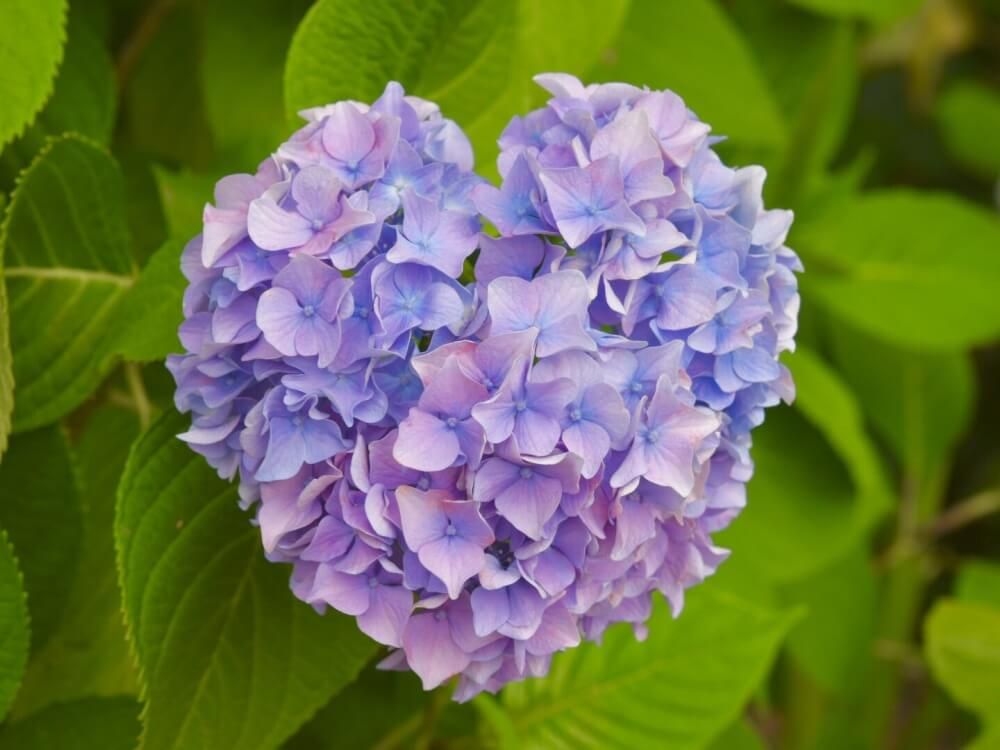 アジサイ　ハートの形