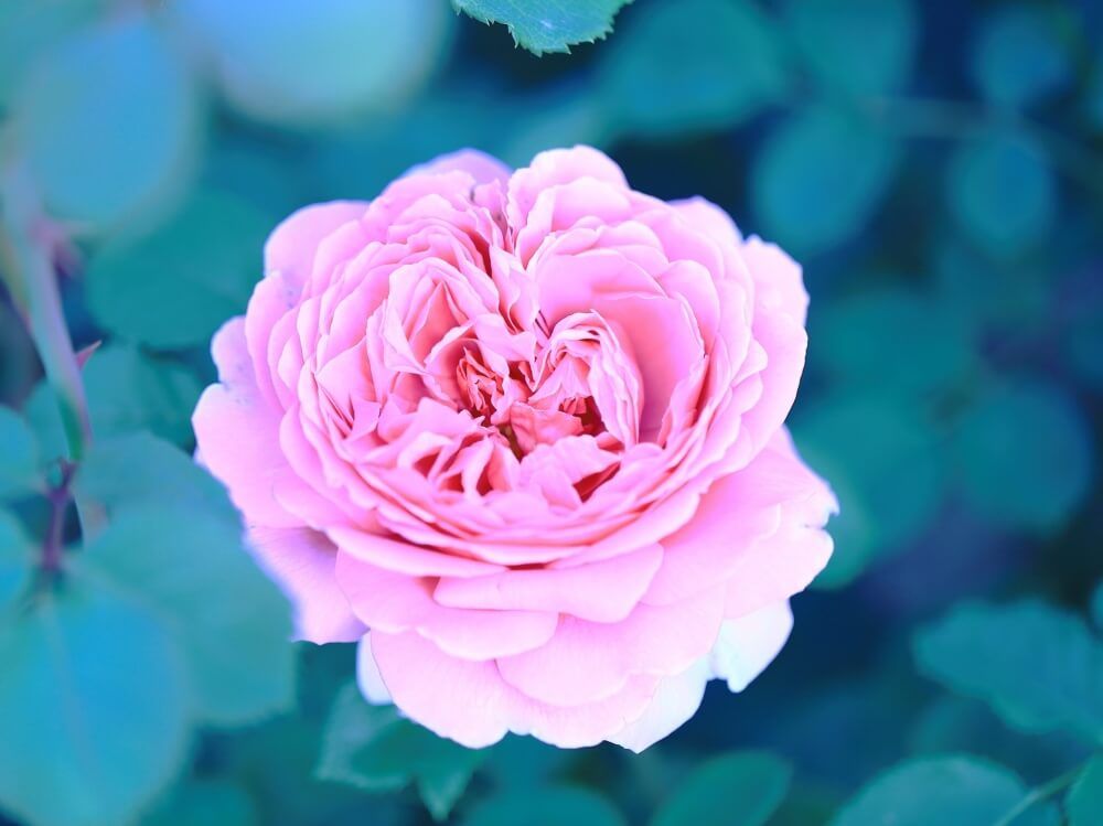 バラ　ハートの形