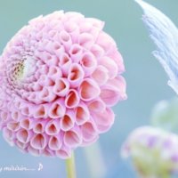 9月の誕生花｜日別の花一覧と花言葉は？9月生まれの人に贈ろう！の画像