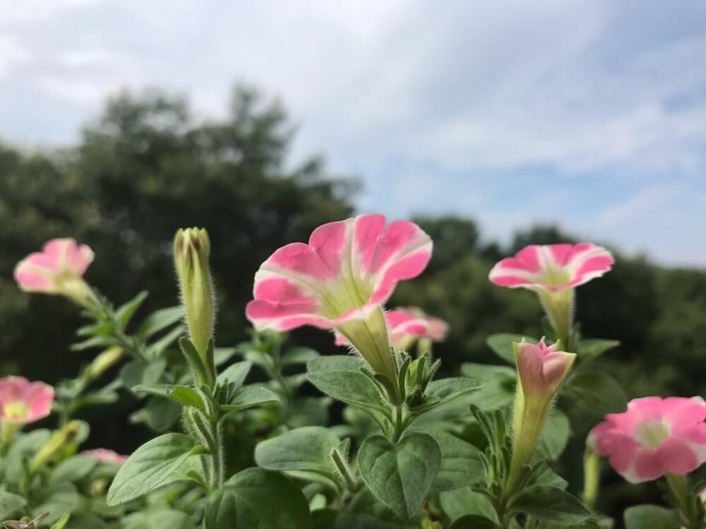 サフィニア　ハートの形