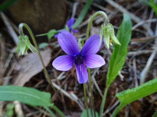 スミレの花言葉 花の種類や特徴 色別で怖い意味にもなる Greensnap グリーンスナップ