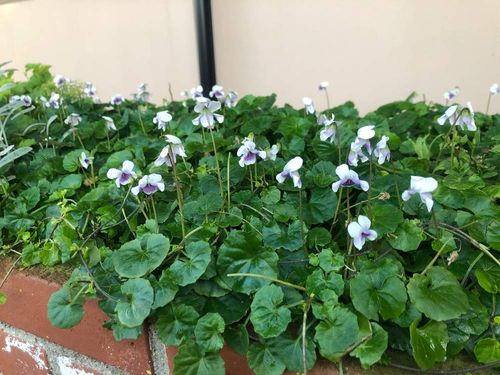 スミレの花言葉 花の種類や特徴 色別で怖い意味にもなる Greensnap グリーンスナップ