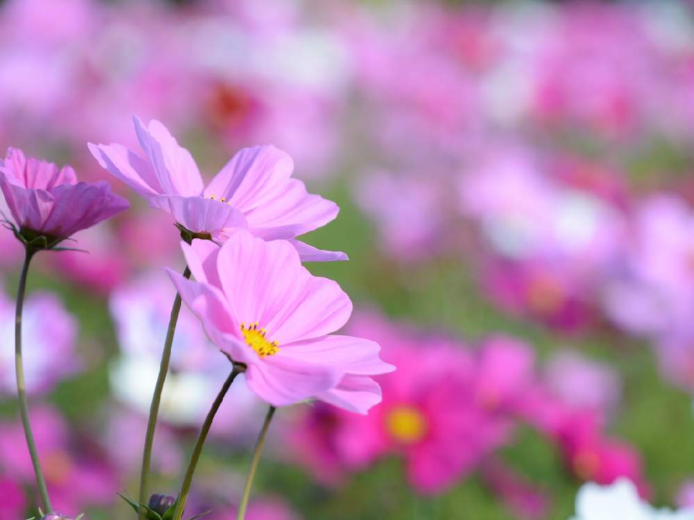 コスモス 秋桜 の花言葉 色によって怖い意味もある 見頃の季節はいつ Greensnap グリーンスナップ