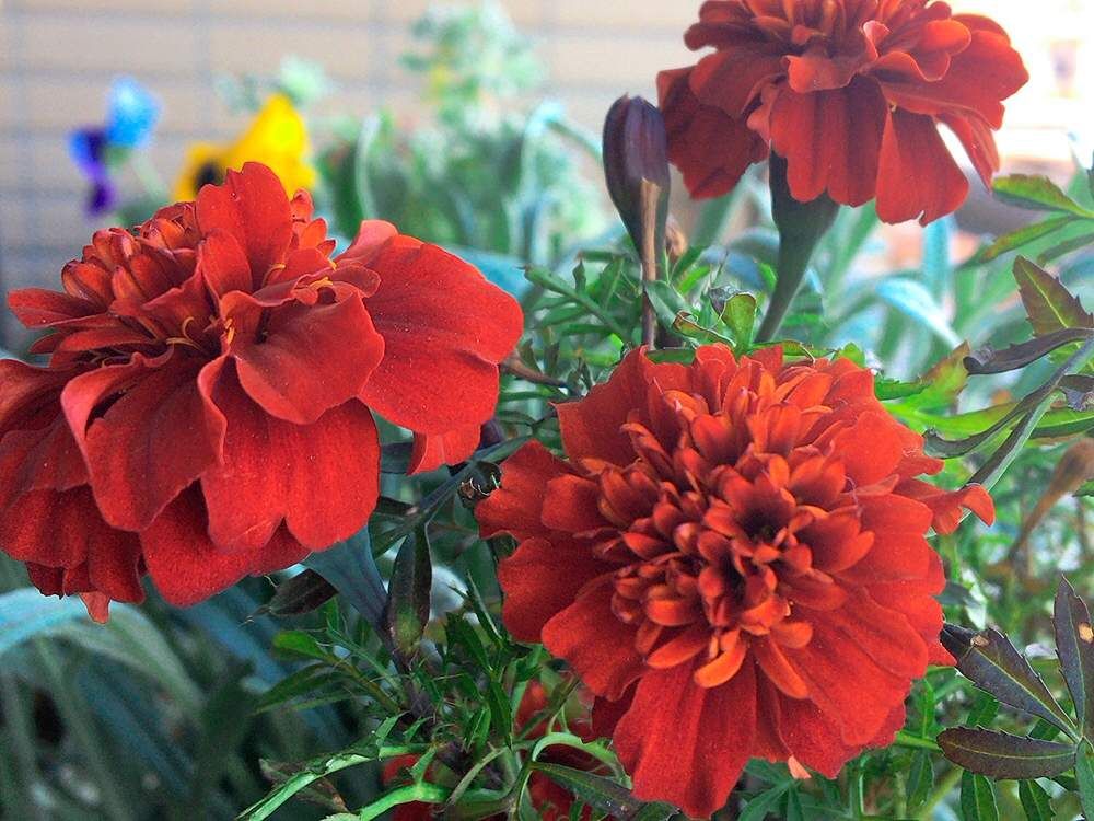 オレンジ色のマリーゴールド