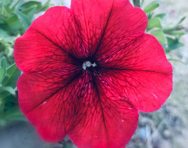 ペチュニアの花言葉 赤色は珍しい意味 品種の紹介や色別のご紹介 Greensnap グリーンスナップ
