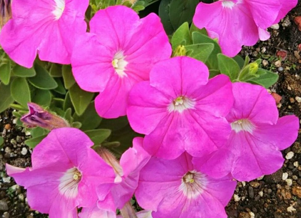 ペチュニア　ピンク色の花