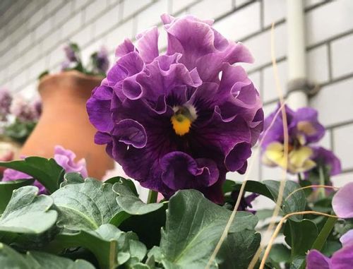 ビオラの花言葉 白 赤 青 黄 紫 ピンクなどの色別の意味や由来は Greensnap グリーンスナップ