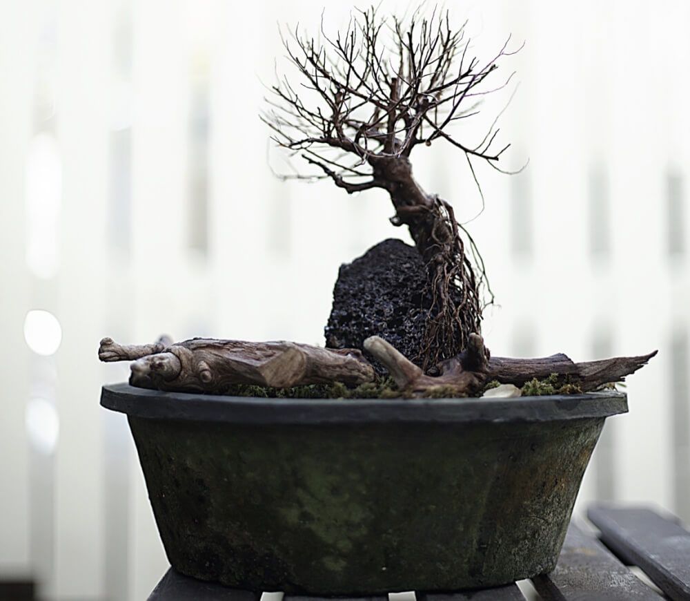 冬の盆栽フォトコン