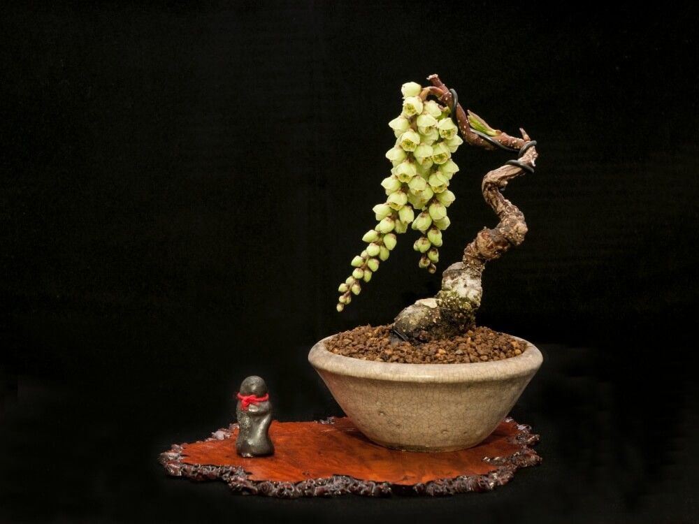 冬の盆栽フォトコン