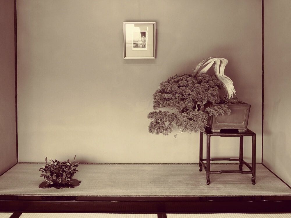 冬の盆栽フォトコン