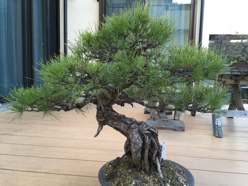 冬の盆栽フォトコン